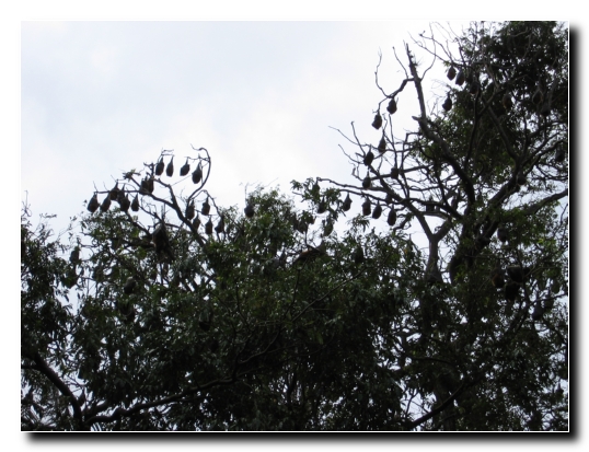 21 Flughunde in Baeumen